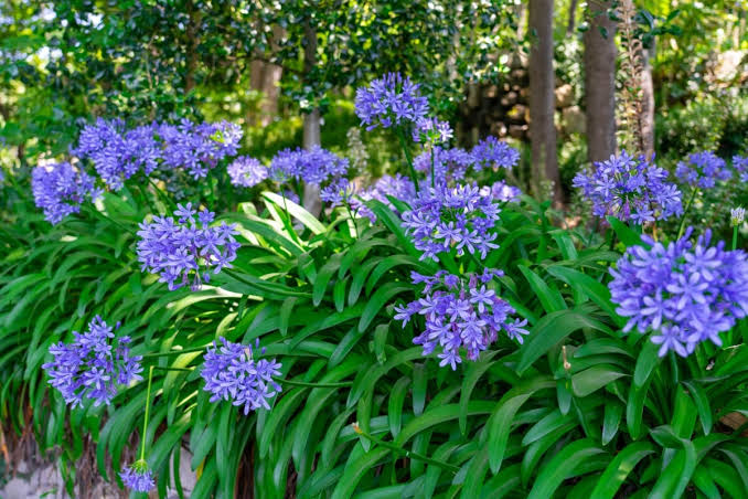 Agapanthus