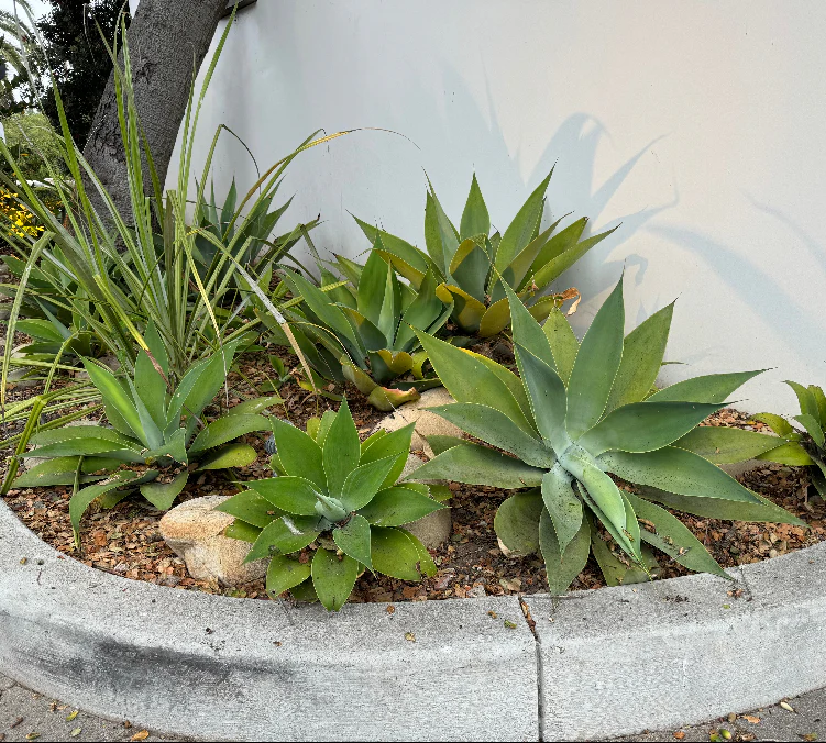 Agave Attenuata