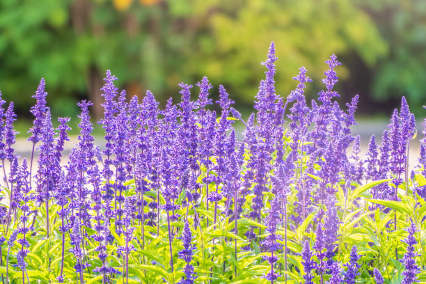 Blue Sage