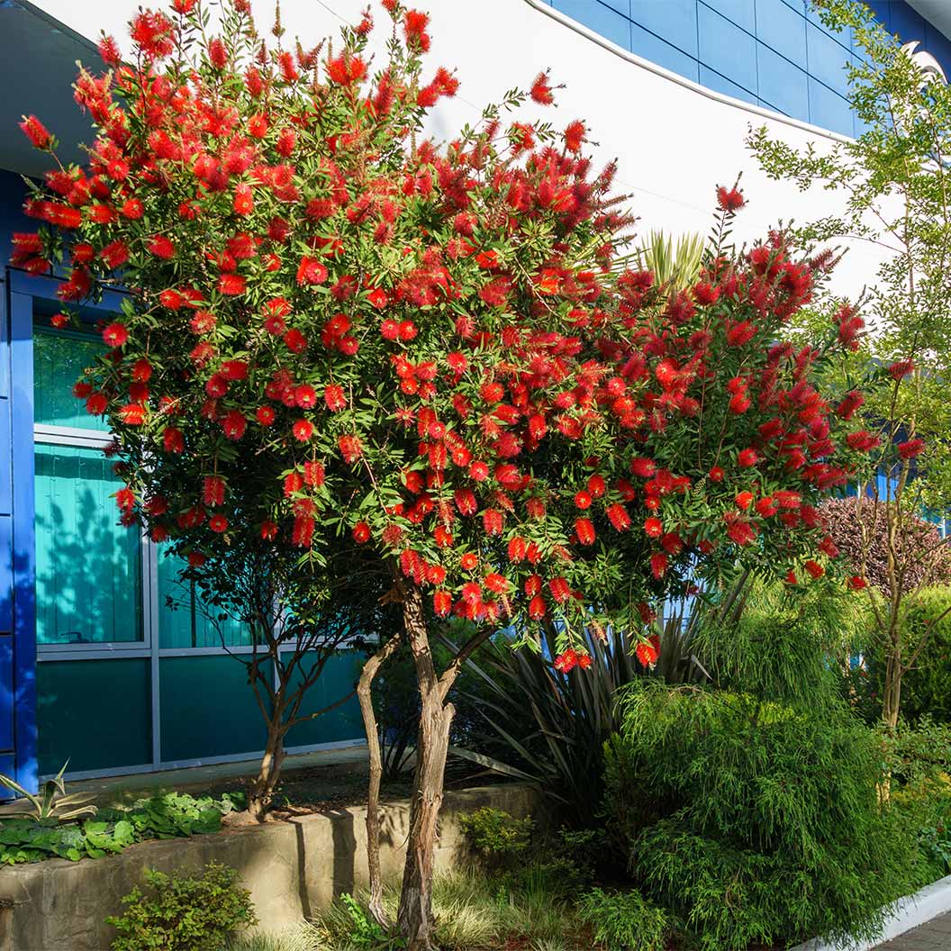 Bottlebrush