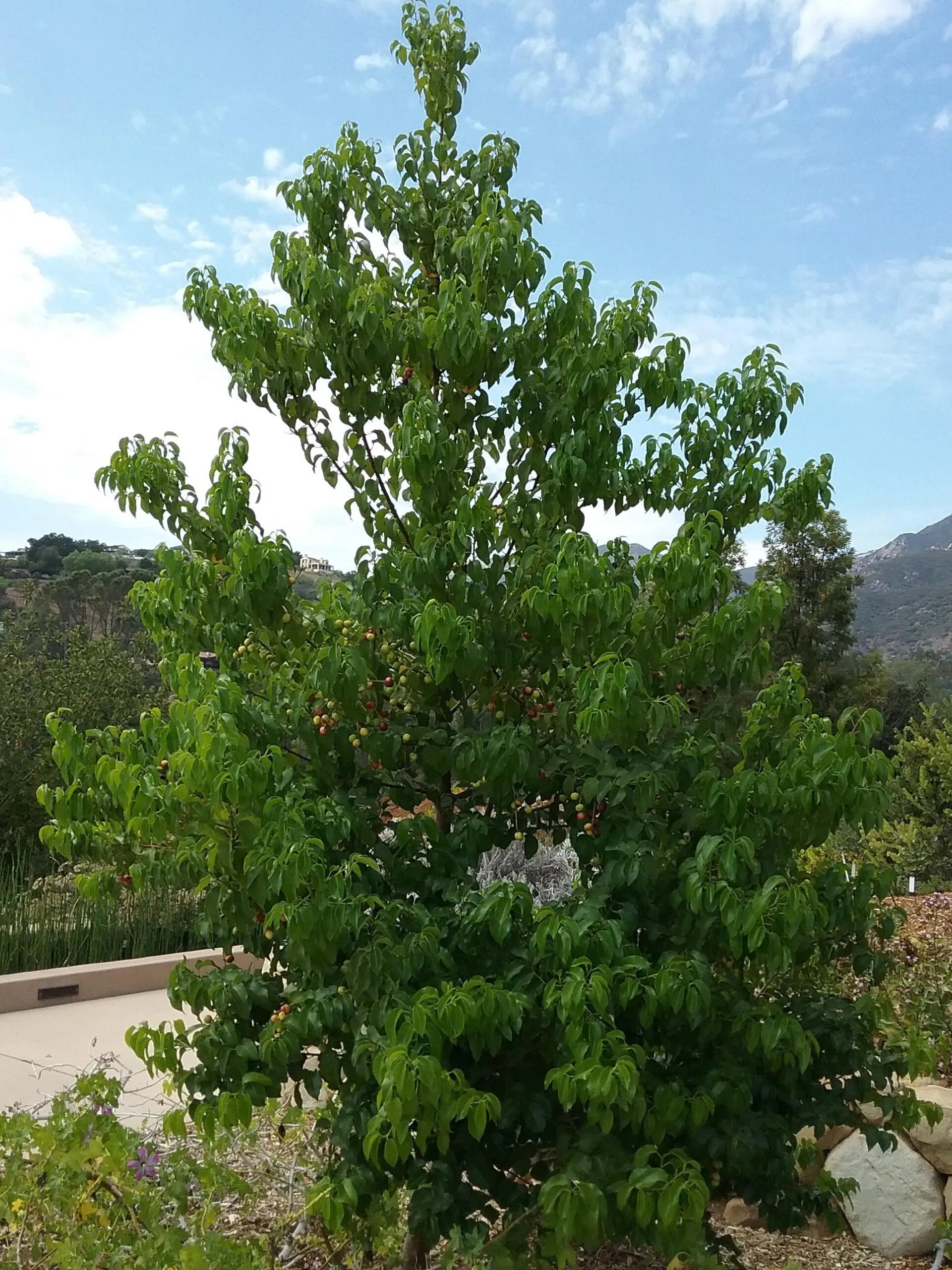 Catalina Cherry