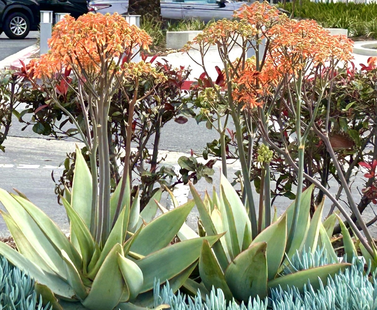 Coral Aloe