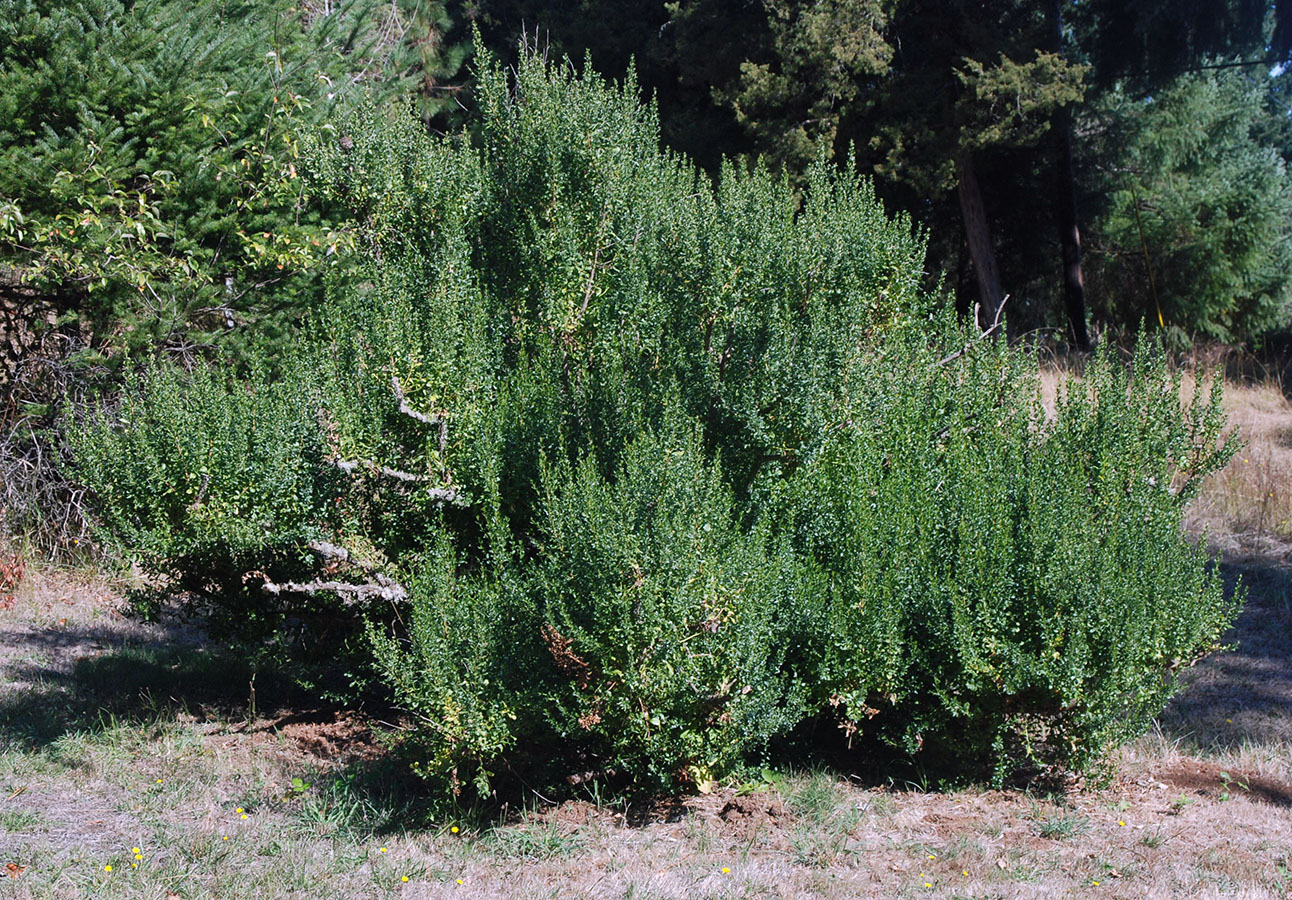 Coyote Brush