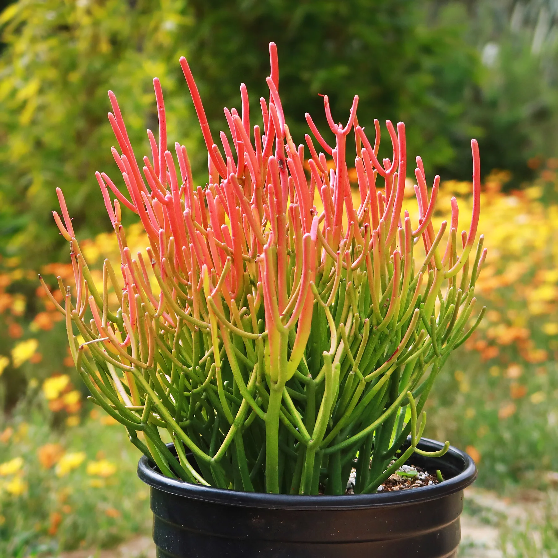 Fire Stick