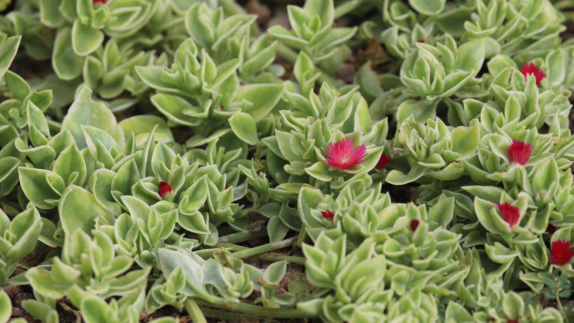 Native Iceplant