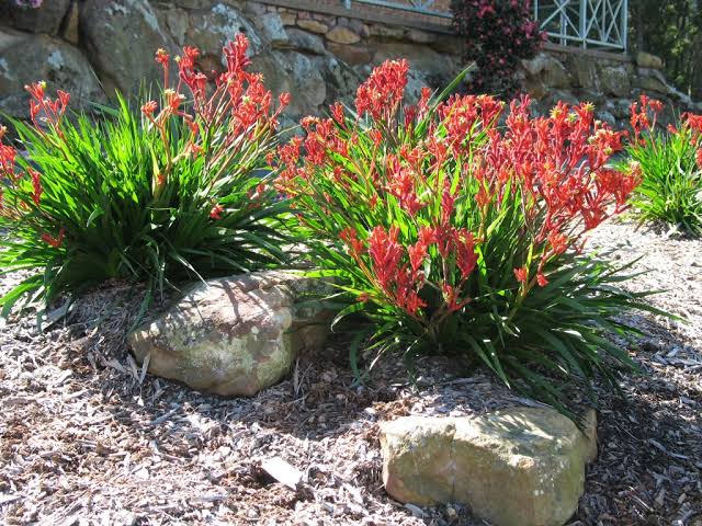 Kangaroo Paw