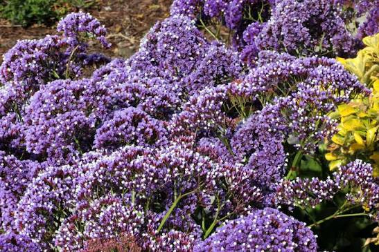 Sea Lavender