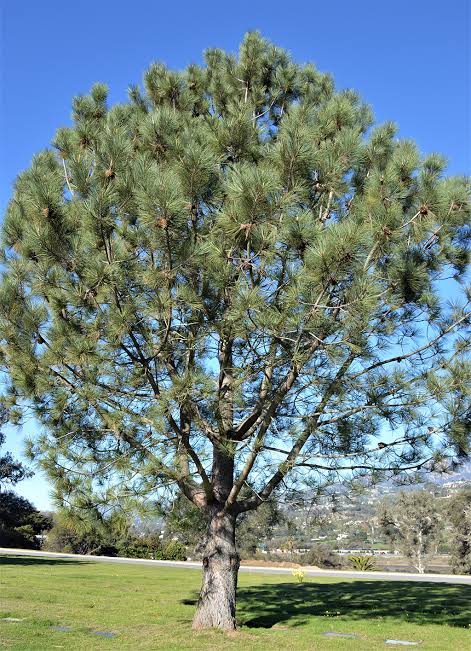 Torrey Pine